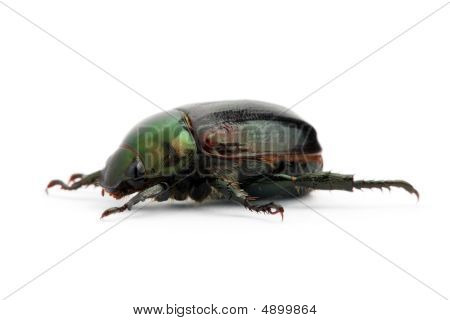 Grøn Bille (anomala Albopilosa)
