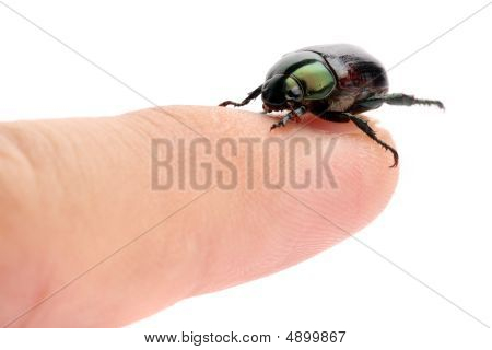 Grøn Bille (anomala Albopilosa)