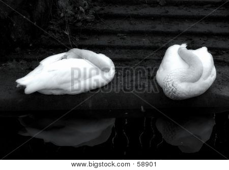 Sleeping Beauties