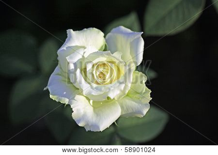 Detailed Shot Of White Rose On Dark Background.