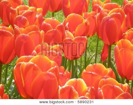 červené tulipány
