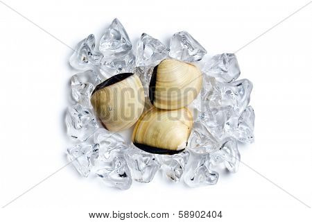 top view of fresh clams in ice cubes