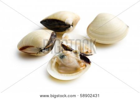 fresh clams on white background