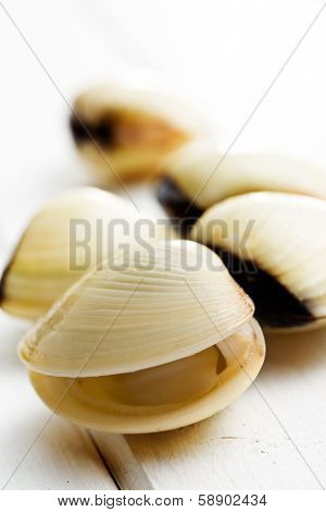 raw clams on white wooden background