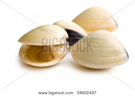 fresh clams on white background