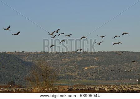 Common Crane