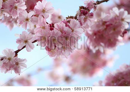 A beautiful pink Japanese Cherry blossom twig