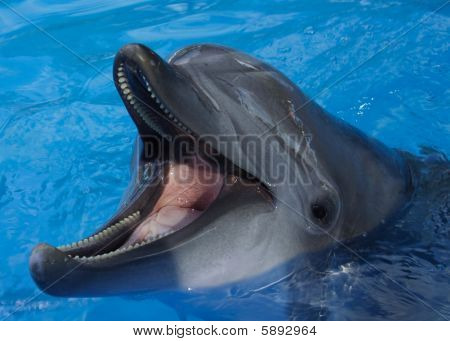 Delfino