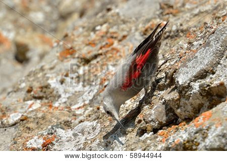 The Wallcreeper (Tichodroma muraria) in natural habitat