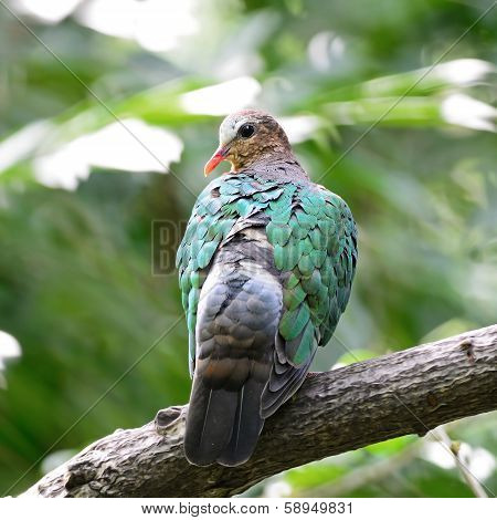 Emerald Dove