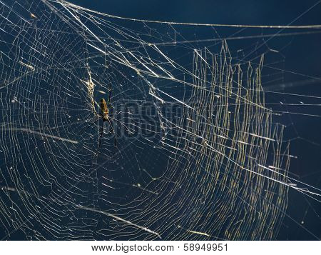 A spider on its web