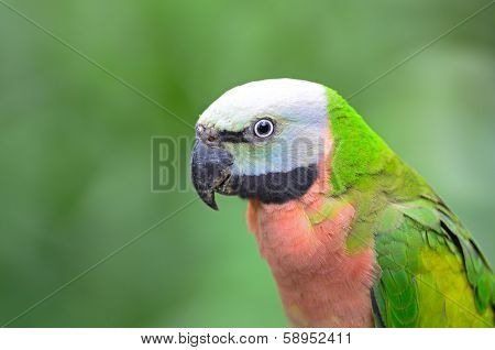 Red-breasted Parakeet