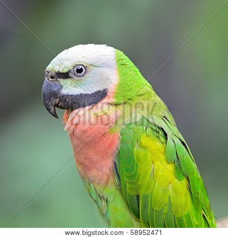 Red-breasted Parakeet