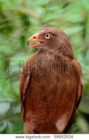 Rufous-winged Buzzard