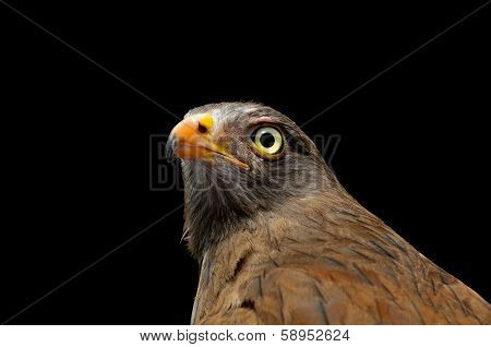 Rufous-winged Buzzard