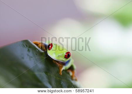Tree frog