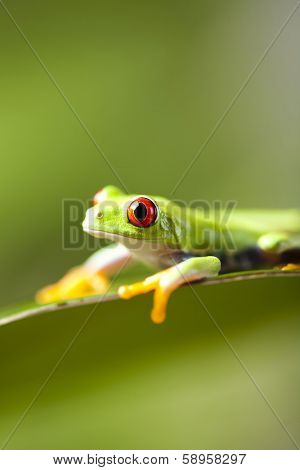 Frog on the leaf 