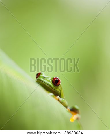 Green tree frog