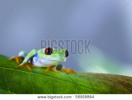 Red eyed frog green tree 