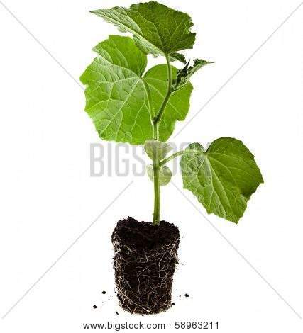 cucumber seedling in a peat pot isolated on white background 