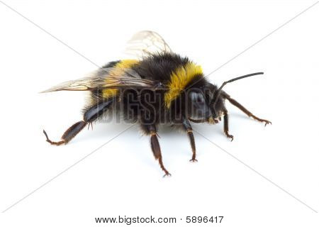 Crawlen Hummel