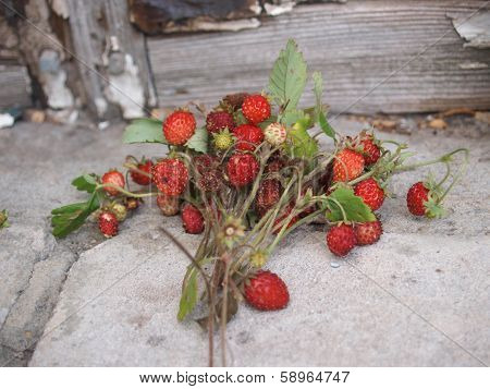 Bouquet of strawberries