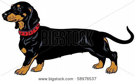 Black Dachshund