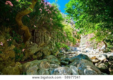 In The Bottom Of Kourtaliotiko Gorge