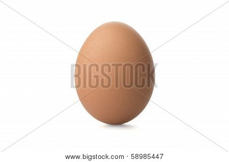 Chicken Brown egg