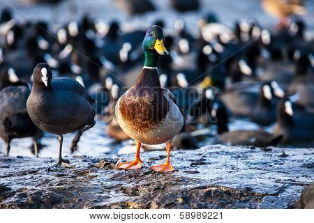 Wild Male Mallard Duck Over Coots.