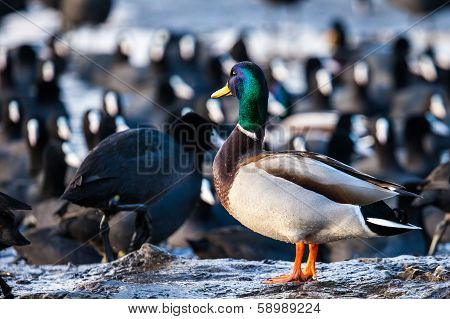 Wild Male Mallard Duck Over Coots.
