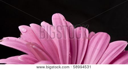 Gerber Daisy