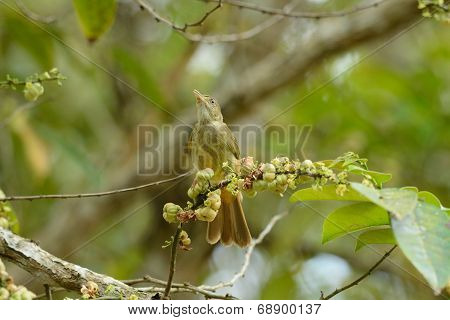 Grey-eyed Bulbul (hypsipetes Propinquus)