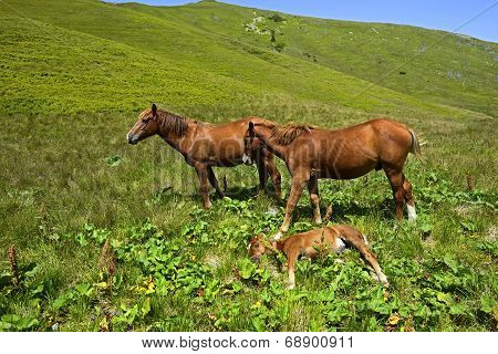 Horse
