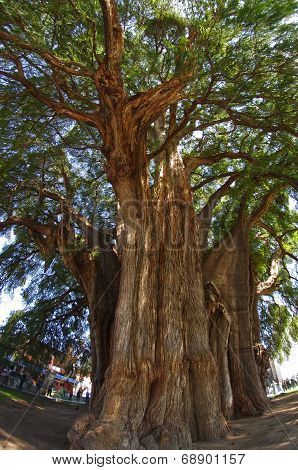 Tule Tree In Mexico