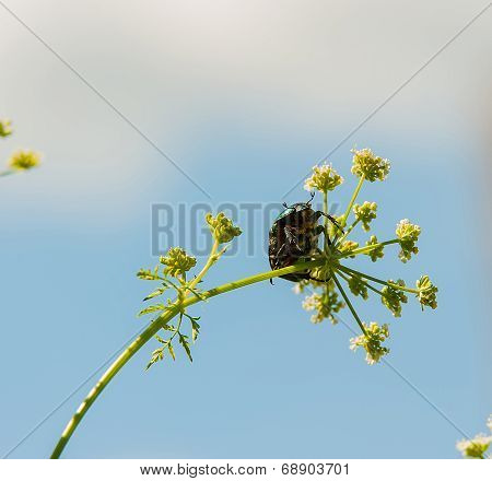 Beetle