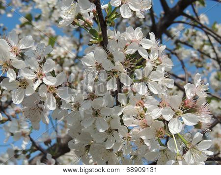 Spring Bloom