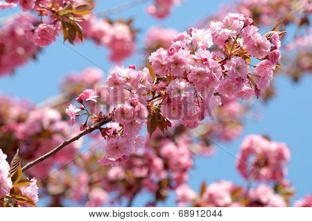 Beautiful flowering Japanese cherry - Sakura