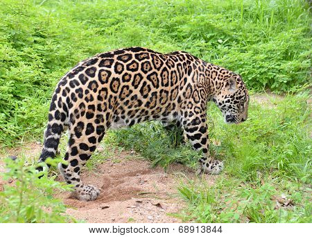 jaguar ( Panthera onca )