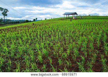 Green Crops Growing Rainfed Mountain.
