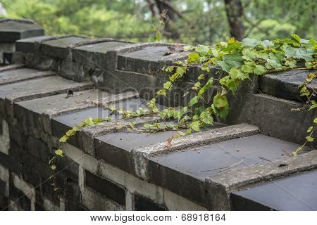 Closeup Of Vine On A Wall