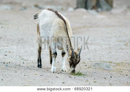 Domestic Goat