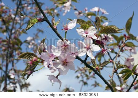 Blossoms Japanese Sakura