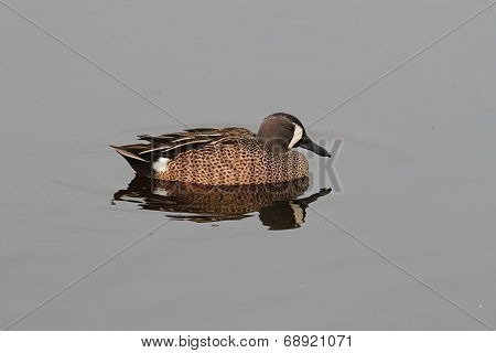Male Blue-winged Teal