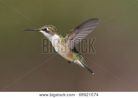 Female Ruby-throated Hummingbird (archilochus Colubris)