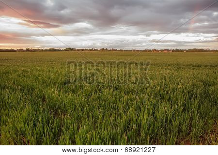 Yellow Wheat Field
