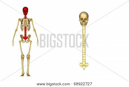 Skull with Spinal cord