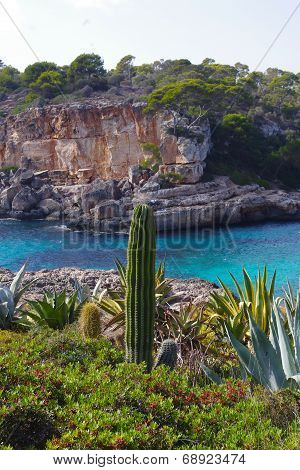 Cactus next to the Mediterranean