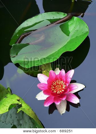 Lotusblomst