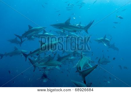 Tiger Shark